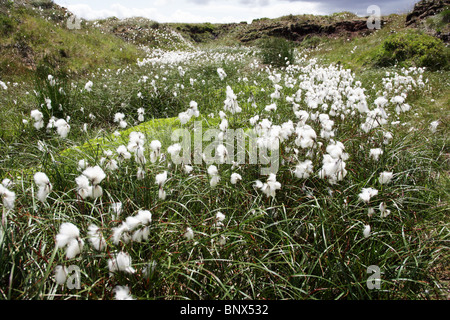 Eriophorum Cottongrass auf den Peak District Moors wächst. Stockfoto