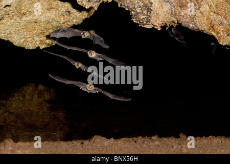 Synchrone Flug der afrikanischen Trident Fledermäuse (Triaenops Afer) in Höhle, Kenia. Stockfoto