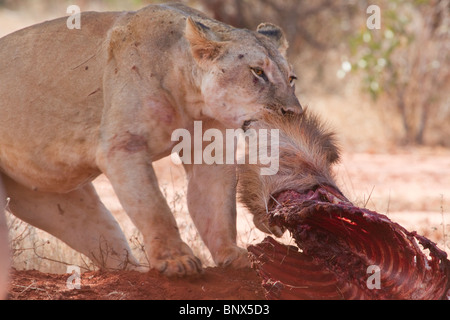 Afrikanische Löwe (Panthera Leo) isst den getöteten Wasserbock (Kobus ellipsiprymnus), Tsavo East National Park, Kenia. Stockfoto