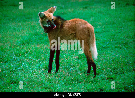 Mähnenwolf. Stockfoto