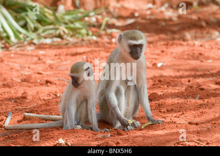 Weibliche Tieraffen (Chlorocebus, Pygerythrus) mit einem Baby, Tsavo East National Park, Kenia. Stockfoto