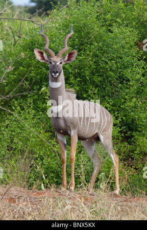 Männlicher kleiner Kudu (Tragelaphus imberbis), Tsavo East National Park, Kenia. Stockfoto