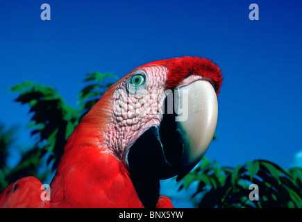 Hellroten Aras (Ara Macao), größte der Papageien. Stockfoto