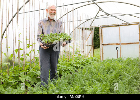 Bio-Bauer hält Tablett mit Sämlinge im Gewächshaus Stockfoto