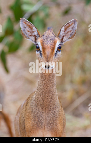 Weibliches Cavendish's dik-dik (Madoqua [kirkii] cavendishi) Portrait, Tsavo East National Park, Kenia. Stockfoto