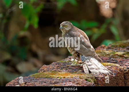 Besra (Accipiter Virgatus) alleinstehenden gehockt Wand in Wald, Goa, Indien, Asien Stockfoto