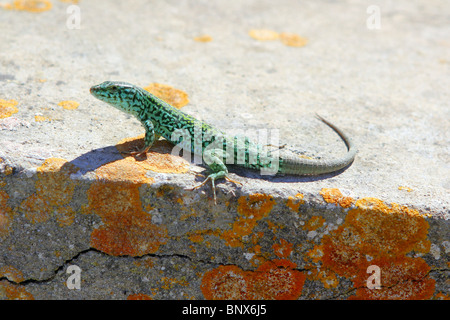 Formentera Gecko Eidechse Podarcis Pityusensis formenterae Stockfoto