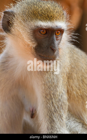 Vervet Affe (Chlorocebus, Pygerythrus) Porträt. Stockfoto