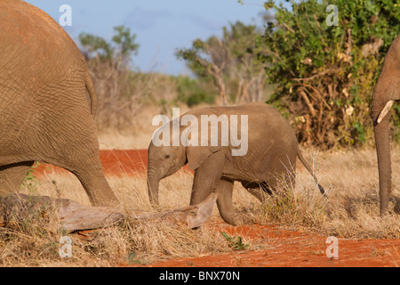 Ein Elefantenbaby, der zwischen den Eltern durch Savanne, Tsavo East National Park, Kenia, läuft Stockfoto