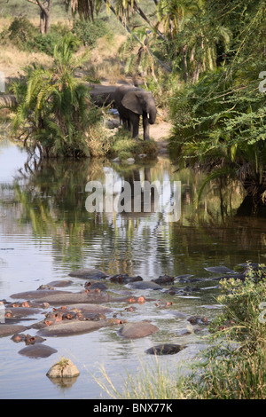 Flusspferd (Hippopotamus Amphibius) untergetaucht im Wasser, Serengeti Nationalpark, Tansania Stockfoto