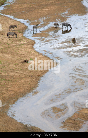 Zebras trinken am Fluss Tarangire Nationalpark, Tansania Stockfoto