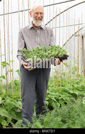 Landwirt mit Tablett von Sämlingen im Gewächshaus Stockfoto