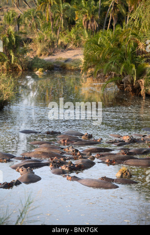 Flusspferd (Hippopotamus Amphibius) untergetaucht im Wasser, Serengeti Nationalpark, Tansania Stockfoto