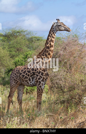 Masai-Giraffe (Giraffa camelopardalis tippelskirchi), Tsavo East National Park, Kenia. Stockfoto