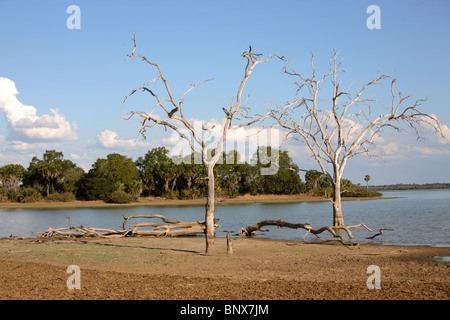 Tote Bäume am See Tagalala, Selous Game Reserve, Tansania Stockfoto