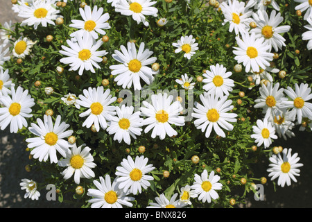 Blumen-Gänseblümchen im gelben weißen Garten Frühjahr Stockfoto