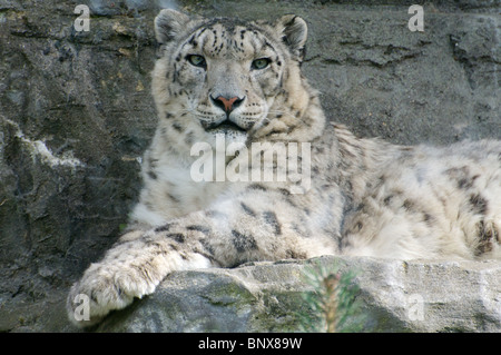Weibliche Snow Leopard liegend, Blick in die Kamera Stockfoto