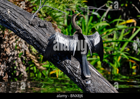 Abgebildet ist ein anhinga, auch als die Schlange bekannt - Vogel, ihre Flügel trocknen im tropischen La Tovara Mündung in der Nähe von San Blas, Mexiko. Stockfoto