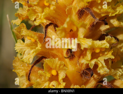 Flockenblume Roman - Orobanche elatior Stockfoto