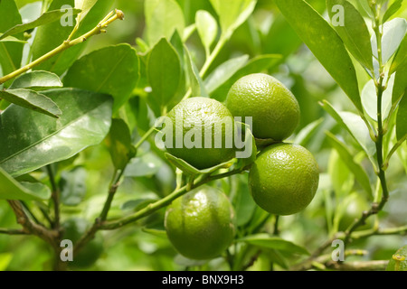 frische grüne Orangen am Baum im malaysischen Obstgarten Stockfoto