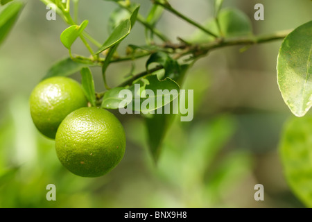 frische grüne Orangen am Baum im malaysischen Obstgarten Stockfoto