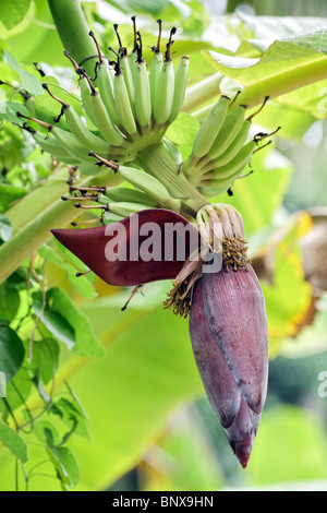 junge grüne Bananen und Blumen auf Baum Stockfoto