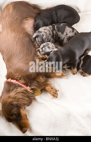 Zwei Wochen alten dappled Dackel Welpen. Stockfoto