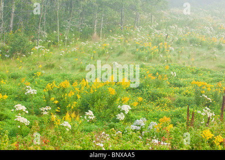 Herbst Blumen auf einer Wiese an einem nebligen Morgen, Sudbury, Ontario, Kanada. Stockfoto