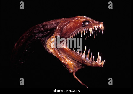 Drachenfisch, Idiacanthius antrostomus Stockfoto