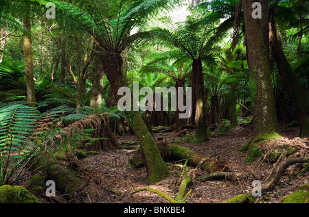 Farn Wald in Mt Field National Park, Tasmanien, Australien Stockfoto