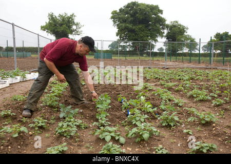 Pflanzen gentechnisch verändert Kartoffeln in Norfolk, England Stockfoto