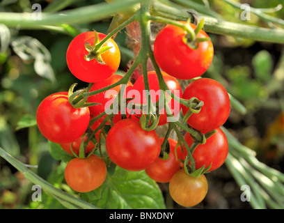 FRISCHE BIO-TOMATEN AM REBSTOCK Stockfoto