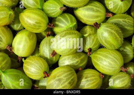 FRISCHE BIO STACHELBEEREN Stockfoto