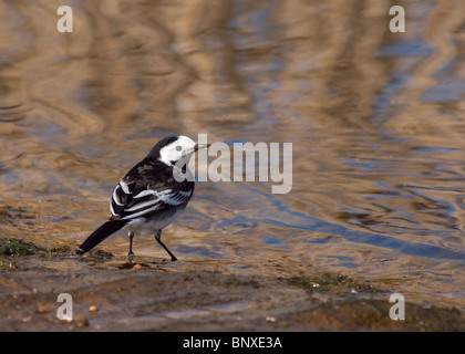 Trauerschnäpper Bachstelze, Motacilla Alba Yarrellii, fotografiert im bloßen Naturreservat Marton, Blackpool Stockfoto