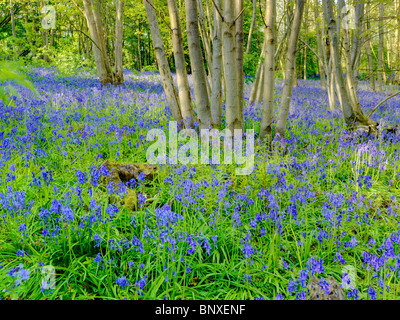 Bluebell Holz Kent Stockfoto