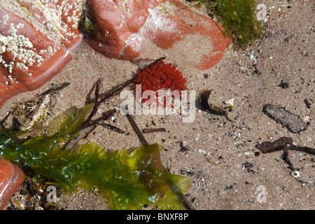 Rockpool mit grünen Algen der Gattung Ulva Stockfoto