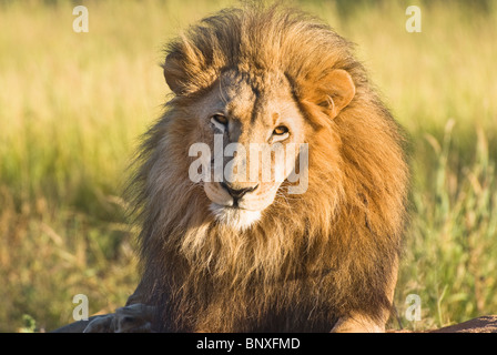 Löwe (Panthera Leo) - einzelne Männchen ruht in Nahaufnahme mit Blickkontakt - Okonjima, Damaraland, Namibia, Südliches Afrika Stockfoto