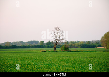 Einsame getrocknete Baum in der Mitte des Feldes Stockfoto