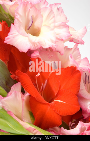 Die Reihe von rot und rosa Gladiolen Stockfoto