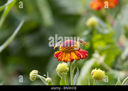 Zwei Schwebfliegen sitzen auf Blume Stockfoto