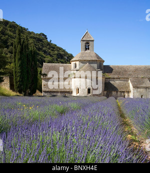 Lavendelfelder in der Abbaye de Senanque in Gordes in Provence Frankreich Stockfoto