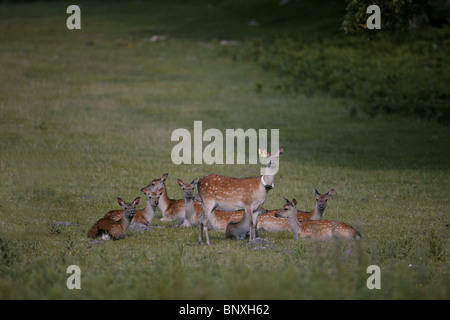 Sika Hirsch, Cervus Nippon mit Radio Kragen Purbeck, Dorset, Großbritannien Stockfoto