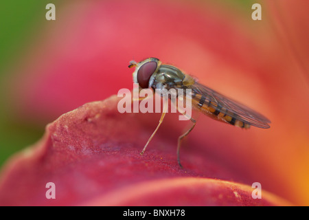 Hoverfly sitzen auf rote Blume Stockfoto