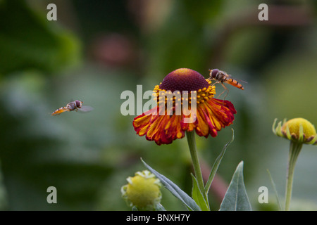 Fliegende hoverfly Stockfoto
