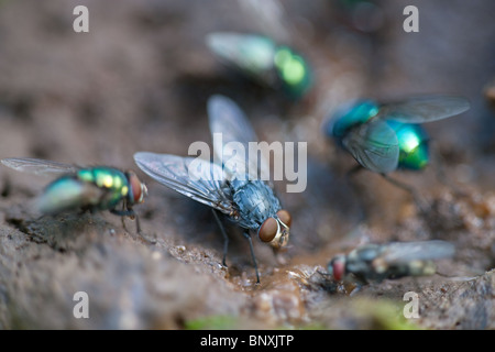 Fleisch-Fly Sarcophago Camaria & grüne Flasche Flys Dasyphora Cyanella Fütterung auf tierische droppi Stockfoto