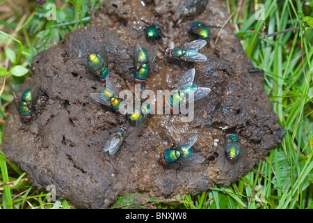 Grüne Flasche Flys Dasyphora Cyanella Fütterung auf tierische fallen Stockfoto