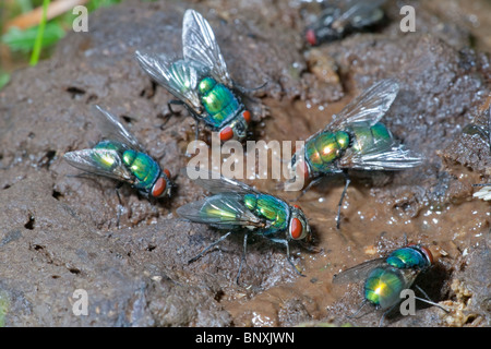 Grüne Flasche Flys Dasyphora Cyanella Fütterung auf tierische fallen Stockfoto