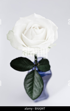 Einzelne weiße Rose auf weißem Hintergrund Stockfoto