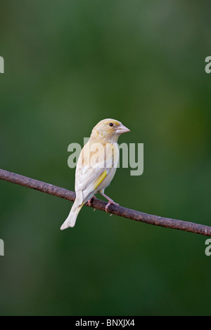 Greenfinch Carduelis chloris abnorme Variation in Hecken in der Landschaft von Norfolk thront Stockfoto