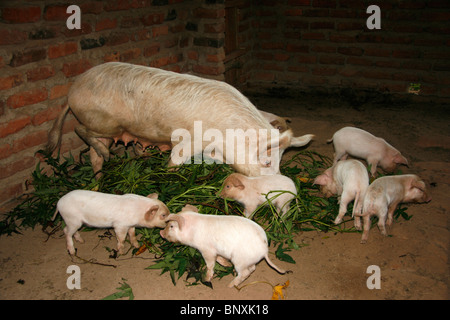 Eine Sau mit ihren Ferkeln Fütterung in einem Schweinestall an einem ländlichen intensiven Null Beweidung Landwirtschaft Umwelt in Uganda Stockfoto